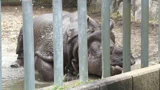 Greater one-horned rhino (Higashiyama Zoo and Botanical Gardens, Aichi, Japan) June 25, 2023