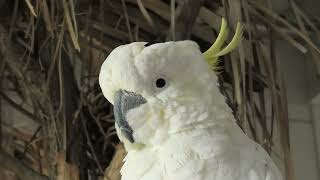 Sulphur-crested CockatooParrot (Metchaomoroi Zoo, Shiga, Japan) October 7, 2021