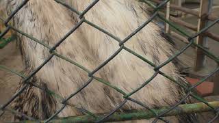 Emu (Komoro City Zoo, Nagano, Japan) April 15, 2018