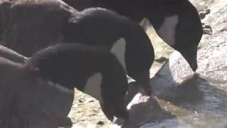 Cackling goose (YAGIYAMA ZOOLOGICAL PARK, Miyagi, Japan) January 20, 2018