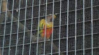 Sun Parakeet (Rakujuen, Shizuoka, Japan) July 31, 2022