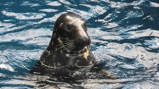 海獣の王国 (鳥羽水族館) 2020年12月25日