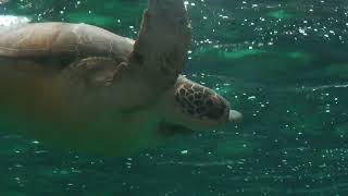 Green sea turtle (Suma Aqualife Park, Hyogo, Japan) May 31, 2023