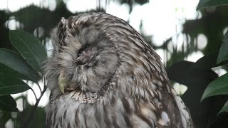 ホンドフクロウ (東武動物公園) 2020年9月18日