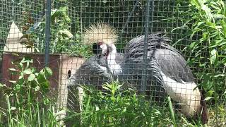 Grey crowned crane (Kakegawa Kachouen, Shizuoka, Japan) July 30, 2022