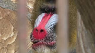 マンドリル (周南市徳山動物園) 2018年5月19日