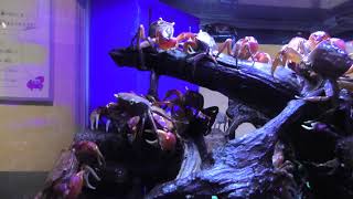アカテガニ と ベンケイガニ (鳥取県立とっとり賀露かにっこ館) 2019年11月27日