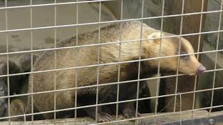 Japanese badger (Himeji city zoo, Hyogo, Japan) February 16, 2019