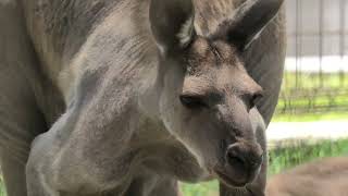 クロカンガルー (浜松市動物園) 2021年7月25日