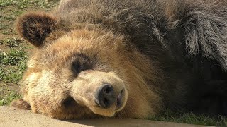 Ezo Brown Bear Feeding time (KAMINE ZOO, Ibaraki, Japan) December 4, 2018