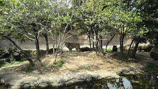 Eastern wolf (KOBE ANIMAL KINGDOM, Hyogo, Japan) April 23, 2021