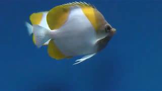 カスミチョウチョウウオ (京急油壺マリンパーク) 2018年2月25日