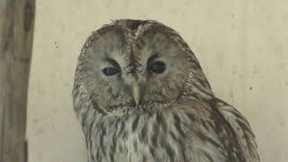フクロウ (悠久山小動物園) 2019年4月6日