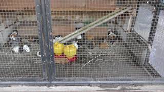 テンジクネズミ (埼玉県こども動物自然公園) 2018年2月3日