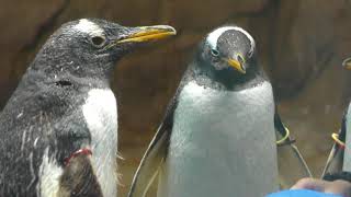 Gentoo penguin (Nagasaki Penguin Aquarium, Nagasaki, Japan) December 24, 2017