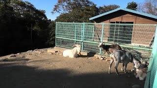 Goat & Sheep (Shimane Prefectural Livestock Technology Center, Shimane, Japan) November 30, 2019