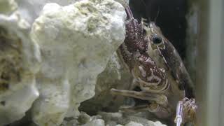 ハワイイシガニ (エビとカニの水族館) 2018年12月26日