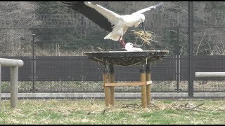 Japanese white stork (Kounotori (stork) no Sato, Chiba, Japan) March 11, 2018