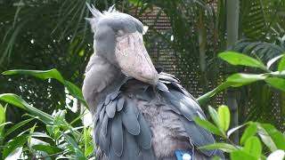 Shoebill (KOBE ANIMAL KINGDOM, Hyogo, Japan) October 21, 2022