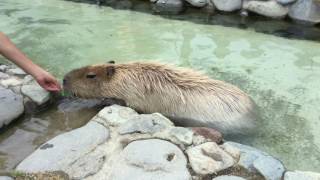 水に浸かるカピバラ (那須どうぶつ王国) 2017年7月23日