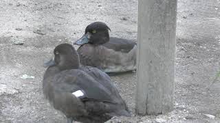 Greater Scaup, Tufted duck & Black-headed Ibis (Inokashira Park Zoo, Tokyo, Japan) September 9, 2018