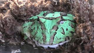 Argentine horned frog (Metchaomoroi Zoo, Shiga, Japan) October 7, 2021