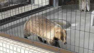 ニホンアナグマ (周南市 徳山動物園) 2019年4月26日