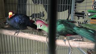 Violet Turaco & Tauraco corythaix (Metchaomoroi Zoo, Shiga, Japan) October 7, 2021