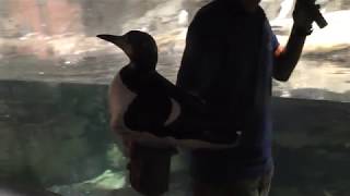 「海鳥の生態」夜のスペシャルガイド (葛西臨海水族園・夜の不思議の水族園) 2018年8月16日