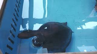スッポンモドキ (浦安市交通公園 動物広場) 2023年8月4日