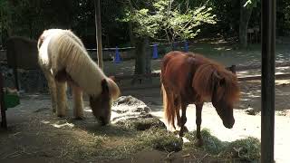 Miniature horse (Rakujuen, Shizuoka, Japan) July 31, 2022
