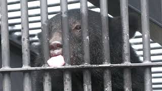 Japanese black bear (Okinawa Zoo & Museum, Okinawa, Japan) July 29, 2023