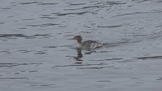 シノリガモ と ウミアイサ (北海道 納沙布岬) 2019年7月2日