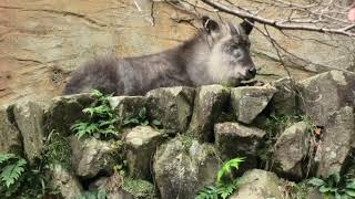 Japanese serow Duck (Kobe Municipal Arboretum, Hyogo, Japan) November 7, 2019