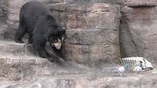 Spectacled bear (TENNOJI ZOO, Osaka, Japan) January 12, 2019