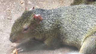 アグーチ (伊豆シャボテン動物公園) 2018年4月22日