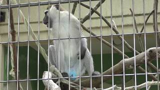 Grivet (Kagoshima City Hirakawa Zoological Park, Kagoshima, Japan) July 29, 2018