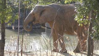 African elephant (YAGIYAMA ZOOLOGICAL PARK, Miyagi, Japan) January 20, 2018
