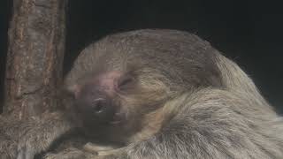 フタユビナマケモノ (東山動植物園) 2021年7月22日