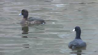 Tufted duck (Tokyo Municipal Oshima Park Zoo, Tokyo, Japan) March 3, 2018