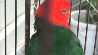 Australian king parrot (Metchaomoroi Zoo, Shiga, Japan) October 7, 2021