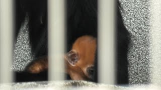 Baby Franois' langur (TENNOJI ZOO, Osaka, Japan) June 25, 2021