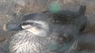 Spot-billed duck (Komoro City Zoo, Nagano, Japan) April 15, 2018