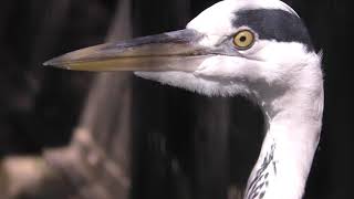 Grey heron (Inokashira Park Zoo, Tokyo, Japan) September 9, 2018