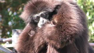 シロテテナガザルファミリー (高知県立のいち動物公園) 2018年3月24日