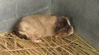 Guinea pig (Osaki Park Children's Zoo, Saitama, Japan) July 21, 2018