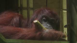 Sumatran orangutan (Higashiyama Zoo and Botanical Gardens, Aichi, Japan) June 25, 2023