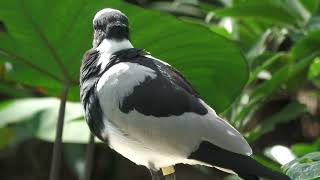 Blacksmith lapwing (KOBE ANIMAL KINGDOM, Hyogo, Japan) October 21, 2022