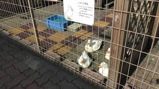 Domestic Duck & Call duck (Hodosan Small Animal Park, Saitama, Japan) October 2, 2019
