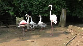 水鳥たち (ダチョウ王国 石岡ファーム) 2018年7月16日